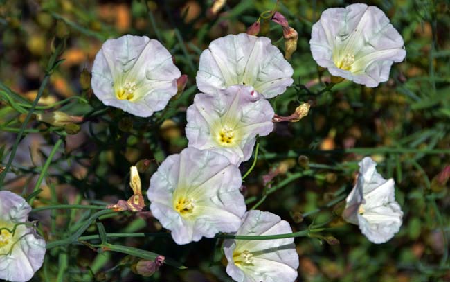 Calystegia longipes, Paiute False Bindweed, Southwest Desert Flora